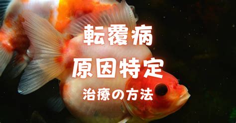 金魚頭下尾上|金魚の転覆病とは？治療方法を解説【逆さまになる・。